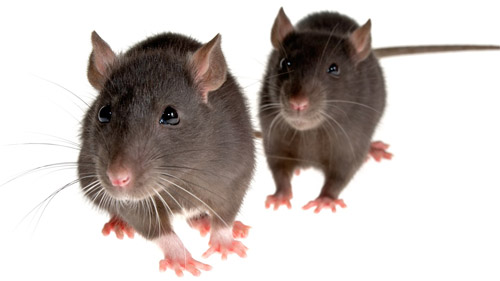 daerah wilayah bebas tikus dunia